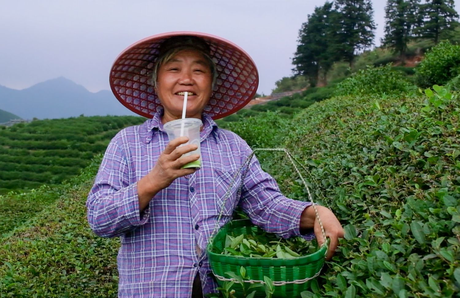 organic-matcha-tea